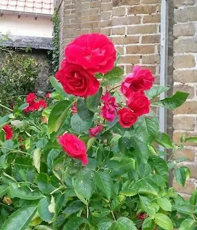 Holiday home La Maison Rouge Saint-Crespin